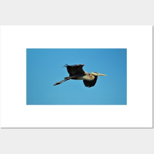 Great Blue Heron In Flight Posters and Art